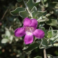 Leucophyllum frutescens (Berland.) I.M.Johnst.